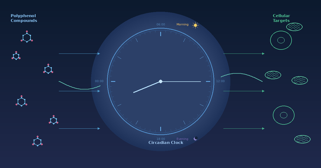 Scientific diagram showing polyphenol molecular structures on the left flowing through a central circadian clock face with morning and evening markers toward cellular targets including mitochondria on the right