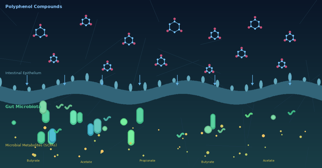 Scientific illustration showing polyphenol molecular structures passing through the intestinal epithelium where gut microbiota bacteria metabolise them into short-chain fatty acids like butyrate and acetate