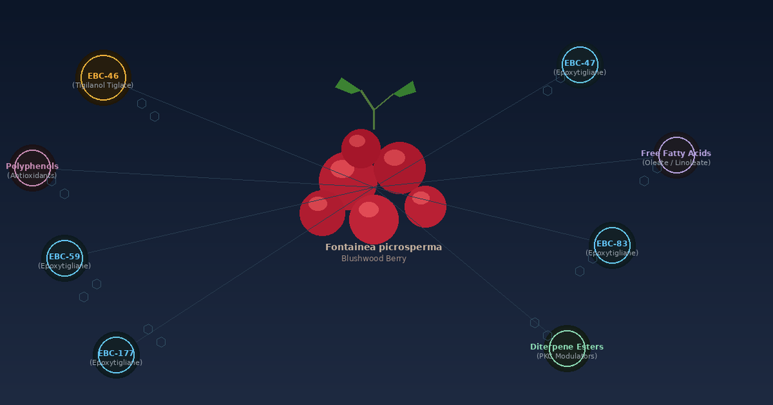 Diagram of Blushwood berry cluster with labelled bioactive compounds radiating outward including EBC-46 EBC-47 EBC-59 diterpene esters polyphenols and free fatty acids