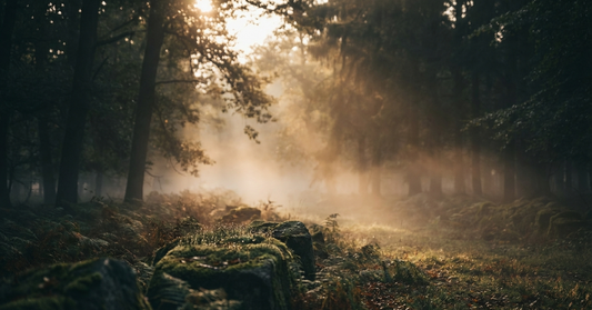 Golden morning mist drifting through a forest clearing with warm sunlight filtering through the trees and dewdrops glistening on moss-covered stones