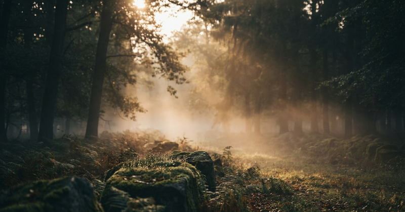 Blushwood Berry Extract and Spring Fatigue: How Blushwood Berry Polyphenols Support Seasonal Energy Shifts at the Cellular Level