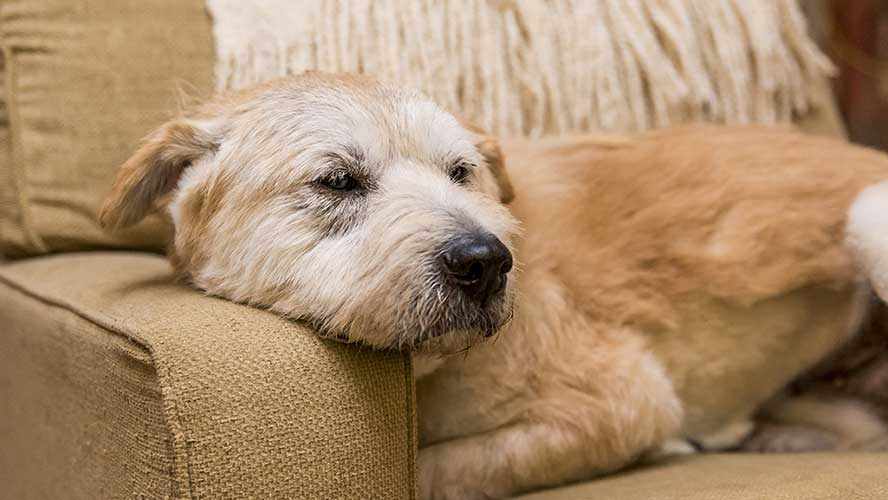 Beige dog sleeping on a beige couch