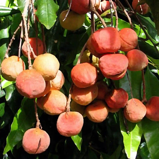 Fontainea picrosperma fruit growing in Australian rainforest, source of EBC-46 Blushwood Berry extract