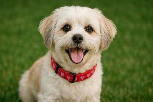 A happy Maltese Shih Tzu mix sits on a green lawn, wearing a red collar with pink hearts. Its soft, cream and tan fur is gently tousled, and it looks directly at the camera with a joyful expression.