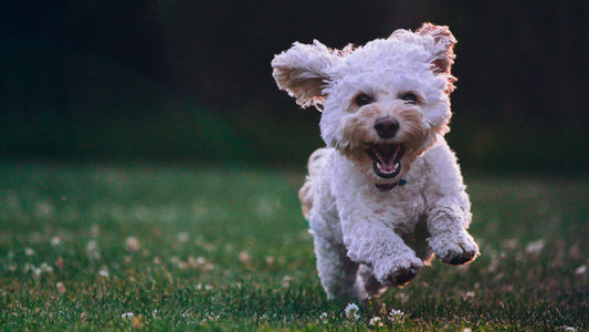 Happy poodle running on a field of grass.
