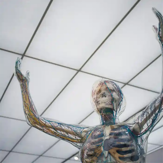 Bild eines transparenten menschlichen Körpers, der das Nervensystem und andere Organe zeigt.