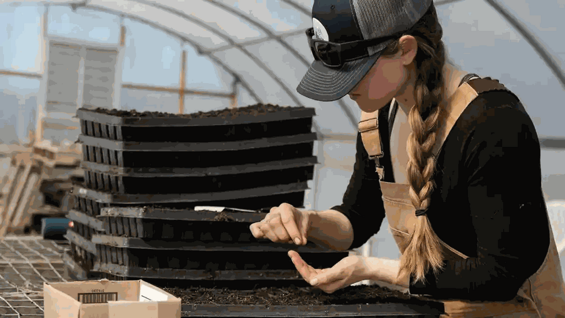 Woman planting blushwood berry seeds into soil in a greenhouse