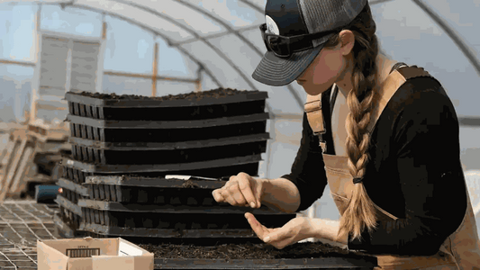 Woman planting blushwood berry seeds into soil in a greenhouse