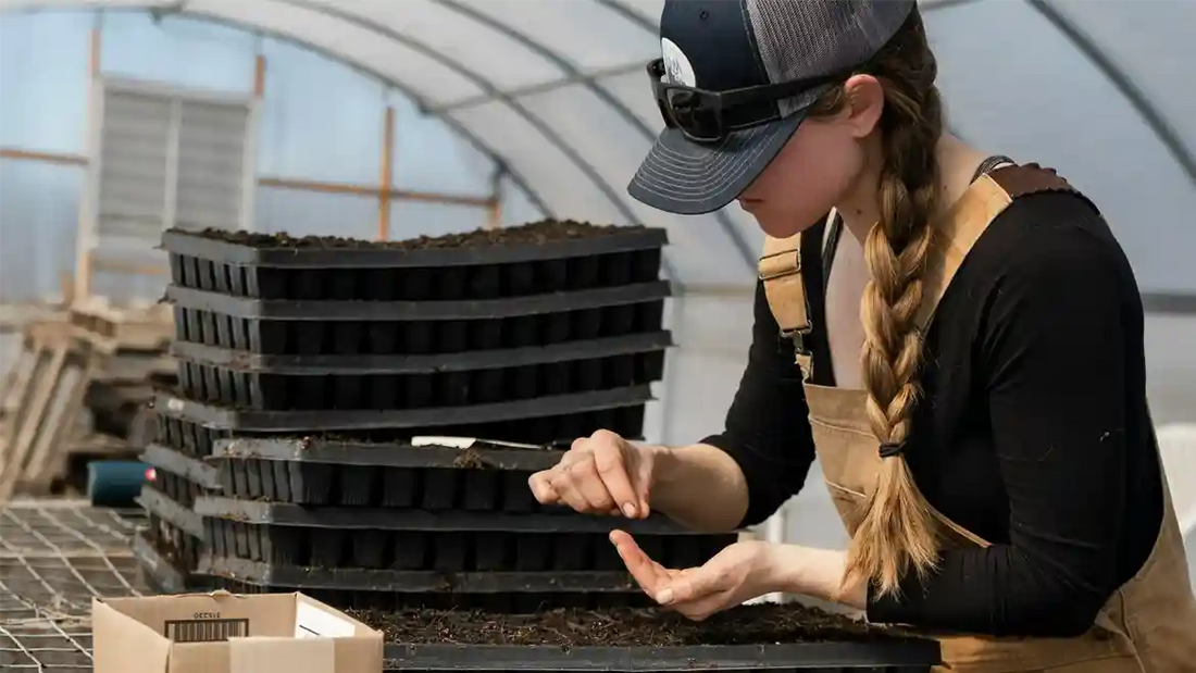 Woman planting blushwood berry seeds into soil in a greenhouse