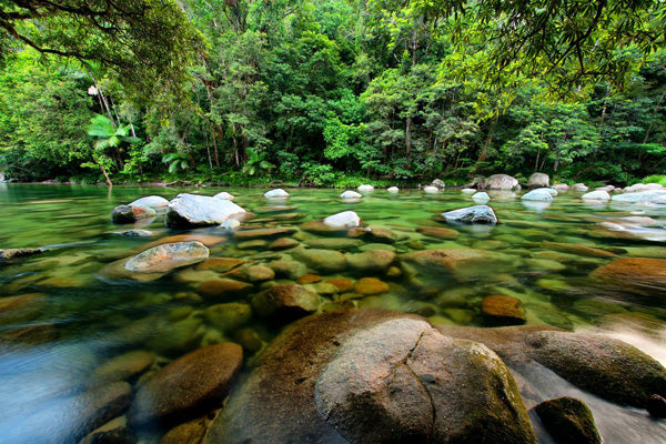 Picture of a water pond in the Australian rainforest