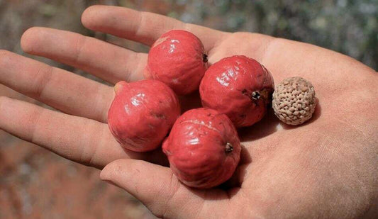 Close-up of blushwood berry extract highlighting health benefits