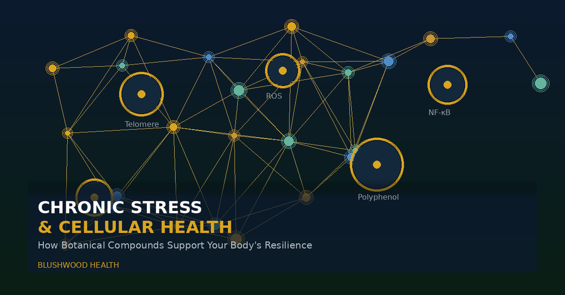 Abstract scientific illustration showing cellular structures, telomeres, polyphenols, and NF-κB signalling pathways on a dark navy background with gold accents, representing the relationship between chronic stress and cellular health