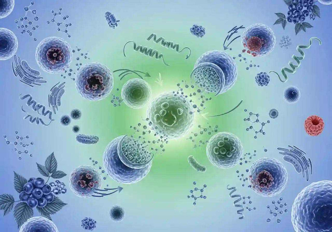 Clean illustration showing therapeutic fasting research, cellular regeneration, and natural EBC-46 Blushwood berry extract therapy without text overlay
