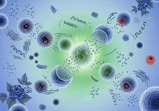 Clean illustration showing therapeutic fasting research, cellular regeneration, and natural EBC-46 Blushwood berry extract therapy without text overlay