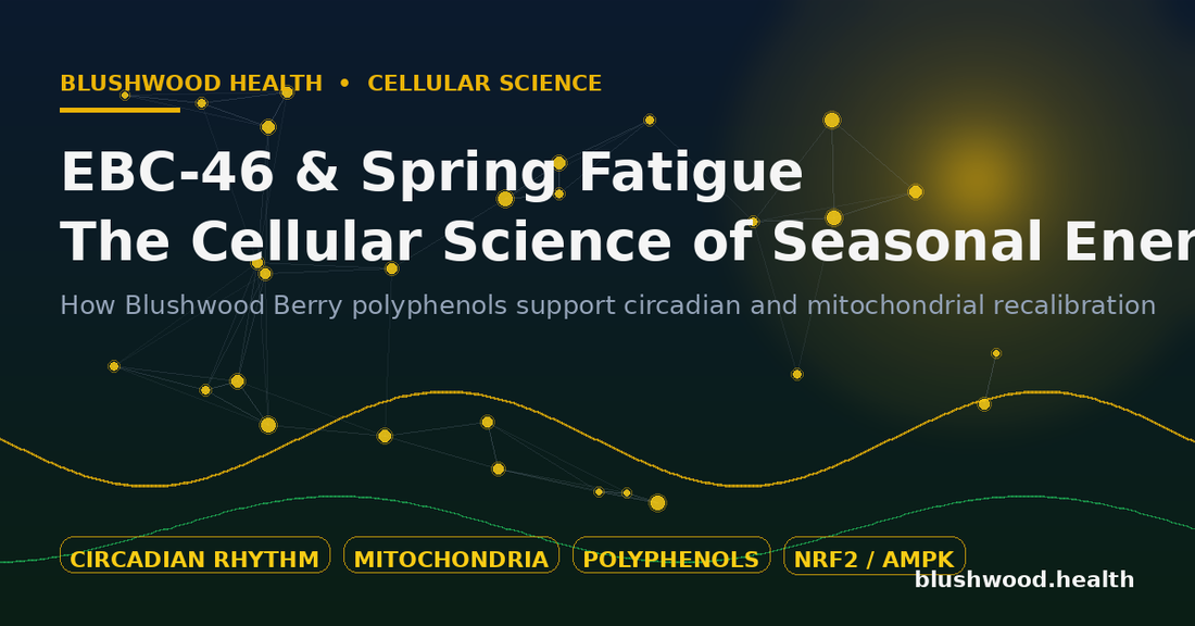 Editorial illustration of circadian waveforms, molecular nodes, and an amber sun glow representing EBC-46 and Blushwood Berry polyphenols supporting cellular energy during spring