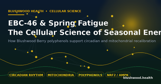 Editorial illustration of circadian waveforms, molecular nodes, and an amber sun glow representing EBC-46 and Blushwood Berry polyphenols supporting cellular energy during spring