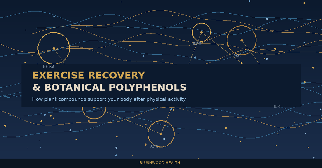 Scientific illustration showing muscle fibers, inflammatory markers like NF-kB and IL-6, and botanical polyphenol molecules with PKC signalling labels on a dark navy background