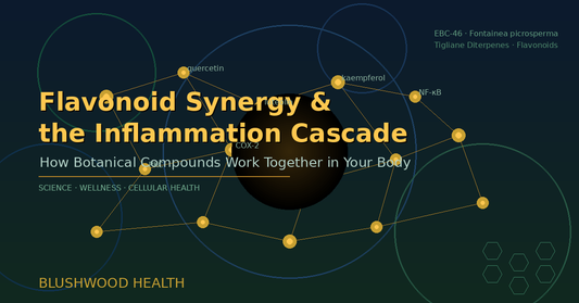 Scientific illustration of flavonoid molecular network and cellular signaling pathways on a deep navy background with amber accents, representing botanical synergy in inflammation response