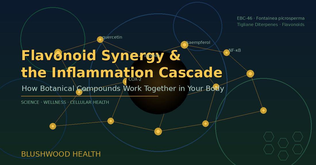 Scientific illustration of flavonoid molecular network and cellular signaling pathways on a deep navy background with amber accents, representing botanical synergy in inflammation response