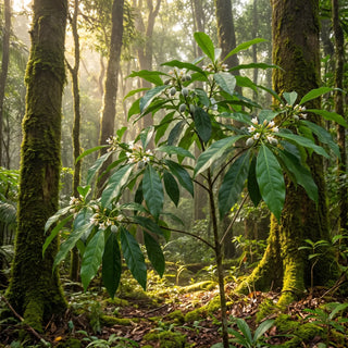 A young Fontainea picrosperma blushwood tree with white star-shaped flowers and young green fruit in the rainforest understory