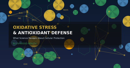 Scientific illustration showing molecular network with antioxidant defense pathway labels including Nrf2, SOD, PKC, and cellular protection elements on a deep navy background