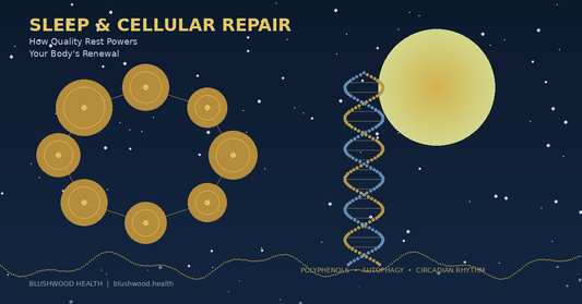 Scientific illustration showing cellular repair networks, DNA helix, and sleep wave patterns against a deep navy background, representing the connection between sleep, autophagy, and polyphenol compounds
