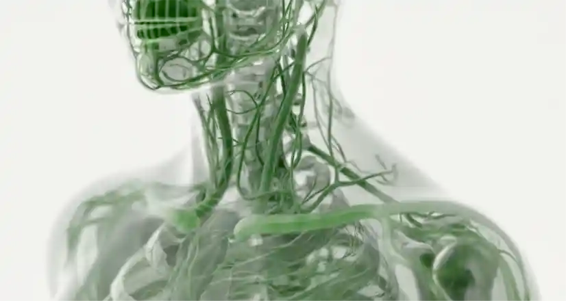 Load video: Anatomical illustration of a human body with green nervous system highlighted