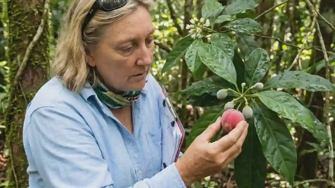 Load video: Video of woman showing Blushwood berries on a tree in the rainforest