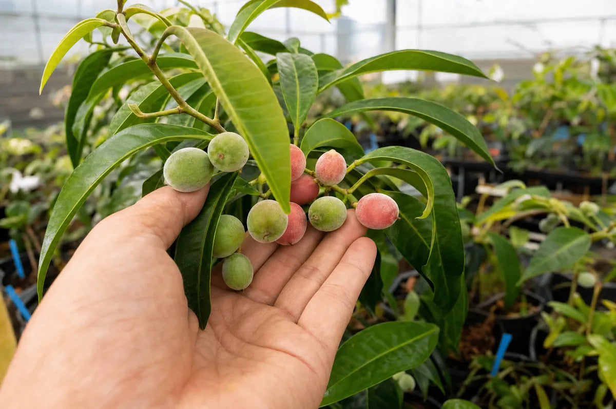 Whole-seed sourcing